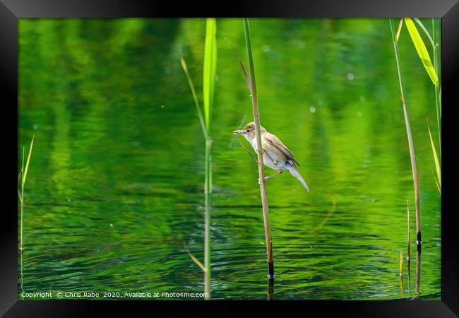 Eurasian Reed Warbler with damselfly Framed Print by Chris Rabe