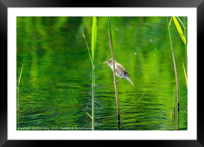 Eurasian Reed Warbler with damselfly Framed Mounted Print by Chris Rabe