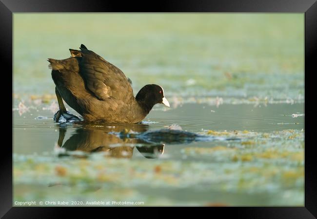 Coot  climbing into waters of a small lake Framed Print by Chris Rabe