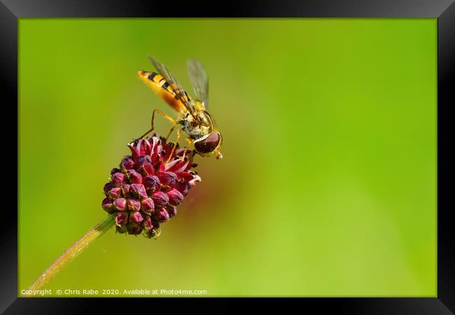 Hoverfly  Framed Print by Chris Rabe