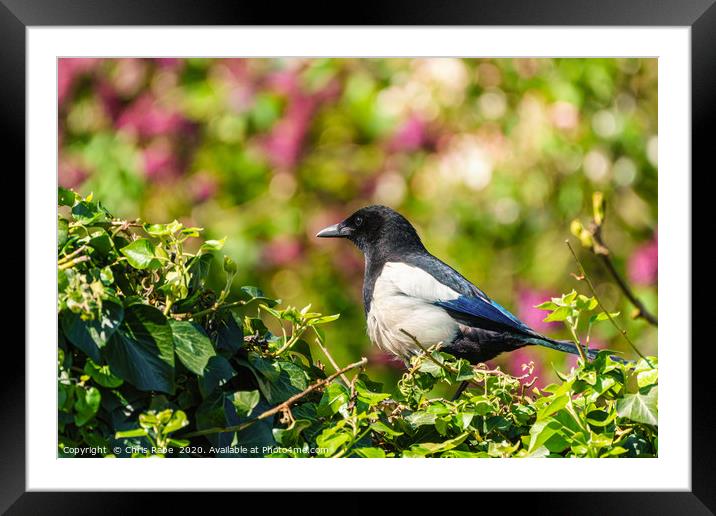 Eurasian Magpie sitting on an ivy hedge Framed Mounted Print by Chris Rabe