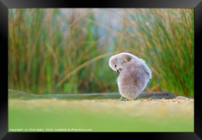 Mute swan cygnet cleaning itself Framed Print by Chris Rabe