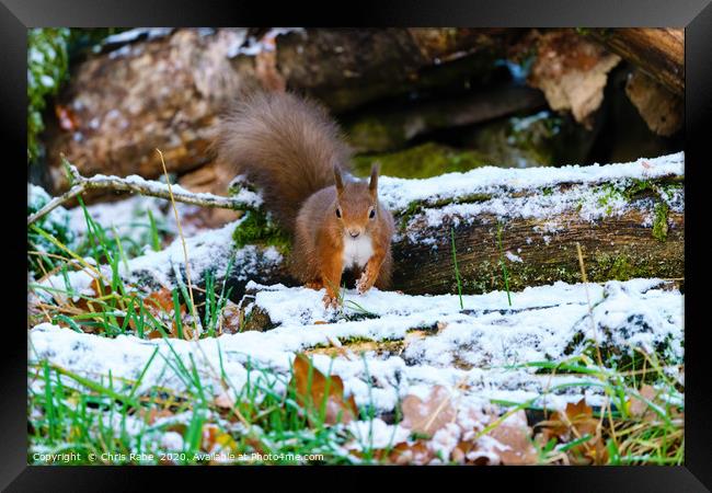 red squirrel moving through some light snow,  Framed Print by Chris Rabe