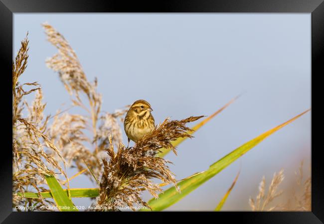 Reed Bunting female Framed Print by Chris Rabe