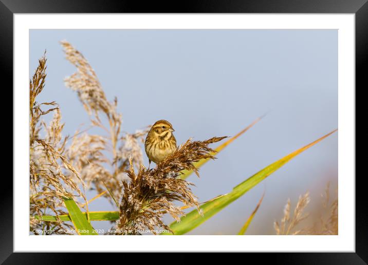 Reed Bunting female Framed Mounted Print by Chris Rabe