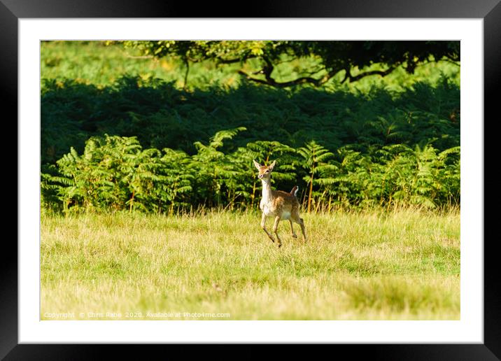 Fallow Deer fawn Framed Mounted Print by Chris Rabe