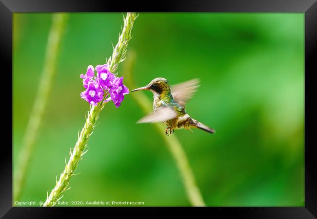 Black-crested Coquette in flight Framed Print by Chris Rabe