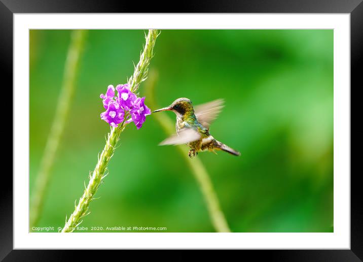 Black-crested Coquette in flight Framed Mounted Print by Chris Rabe