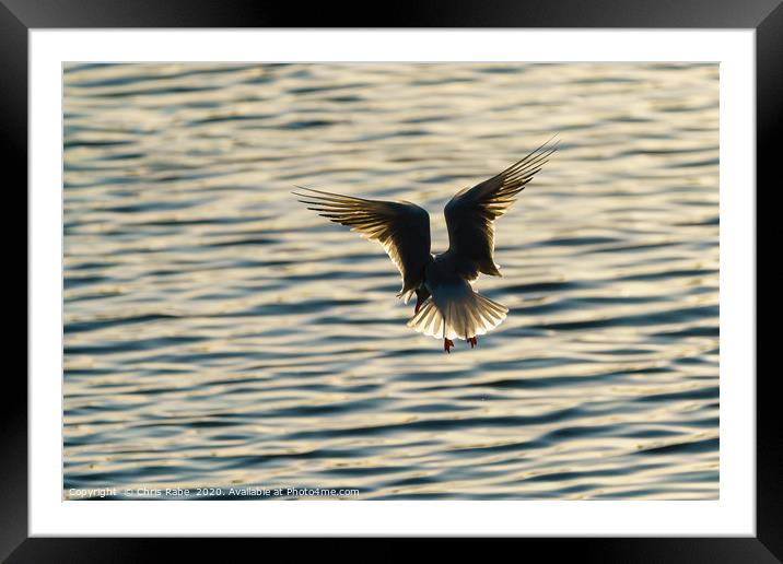 Silhouette of a Black-headed gull  Framed Mounted Print by Chris Rabe