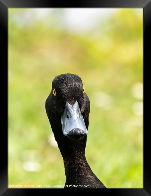 Tufted Duck portrait Framed Print by Chris Rabe