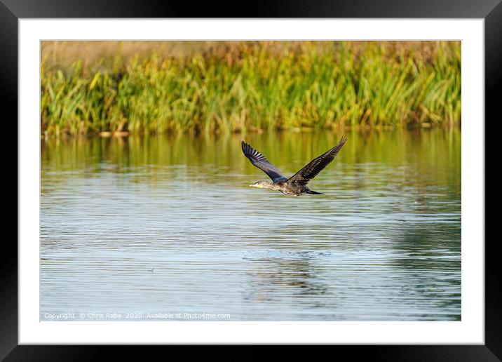 Great Cormorant flying low Framed Mounted Print by Chris Rabe
