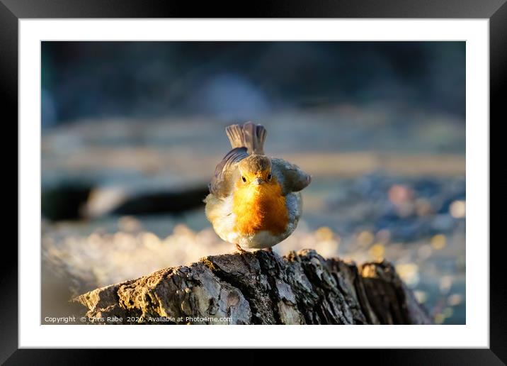 Feisty looking European Robin  Framed Mounted Print by Chris Rabe