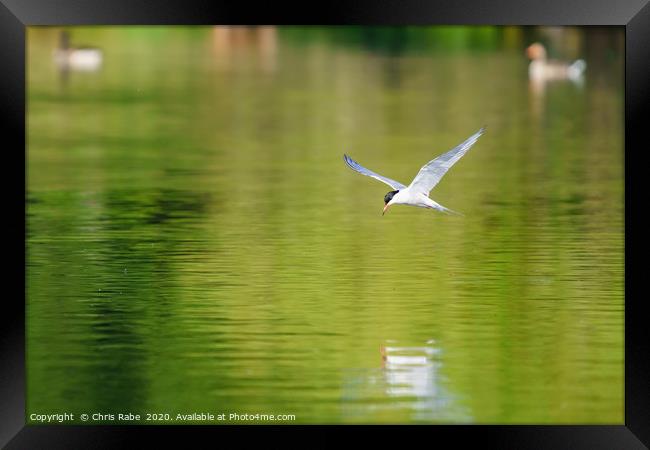 Common Tern in flight Framed Print by Chris Rabe
