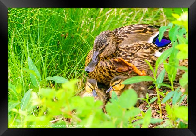 Mallard mother and her ducklings Framed Print by Chris Rabe