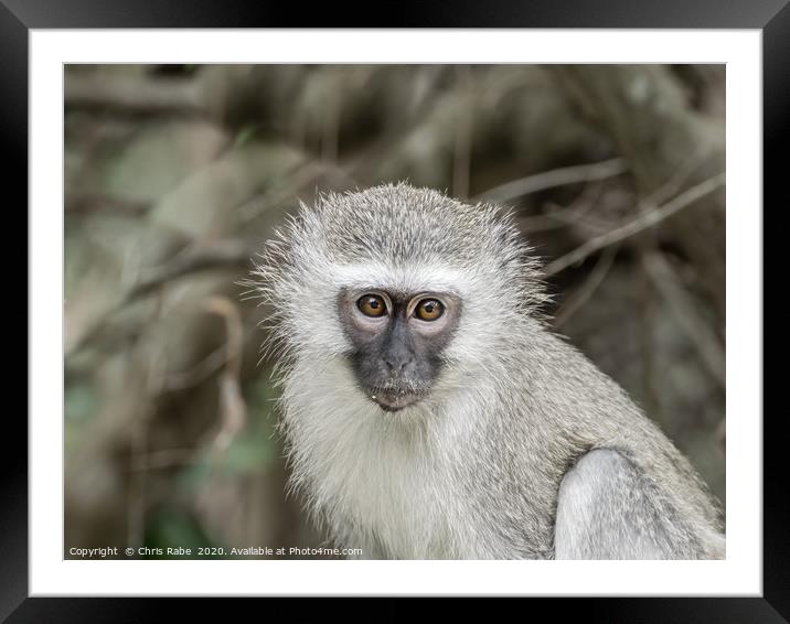 Vervet Monkey portrait Framed Mounted Print by Chris Rabe