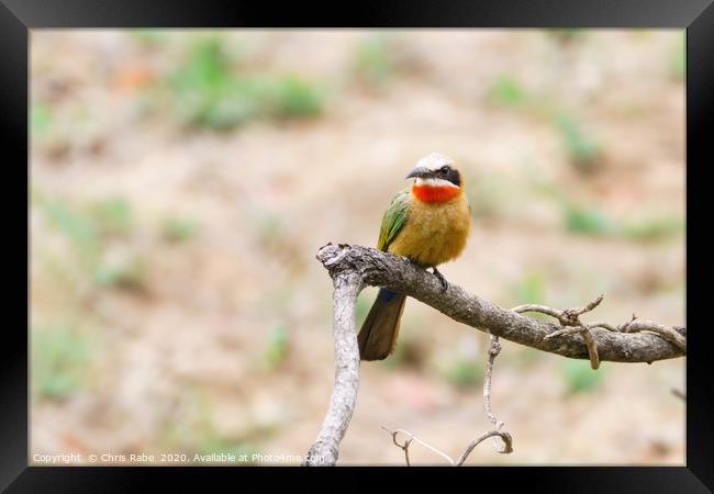 White-fronted Bee-eater Framed Print by Chris Rabe