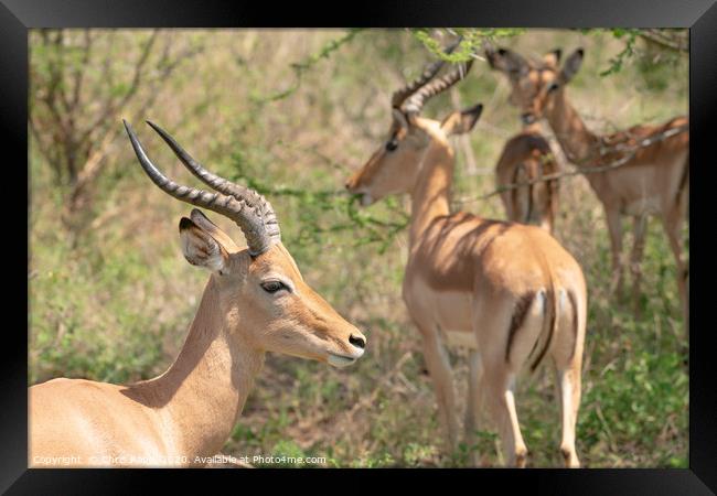 Impala bulls Framed Print by Chris Rabe