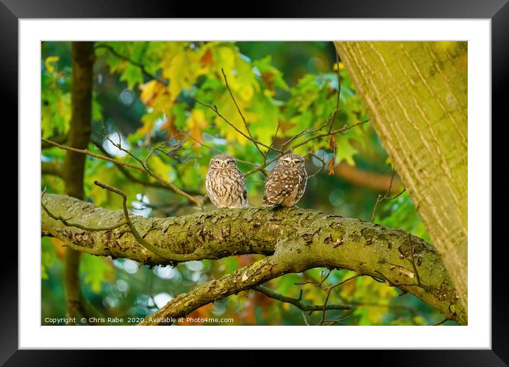 Pair of Little Owl  Framed Mounted Print by Chris Rabe