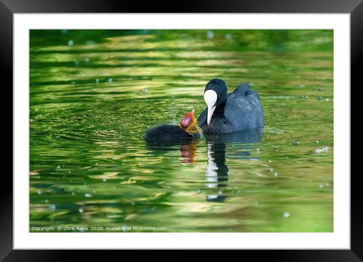 Coot chick wanting feeding Framed Mounted Print by Chris Rabe
