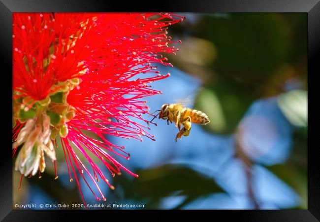 african honeybee hovering Framed Print by Chris Rabe