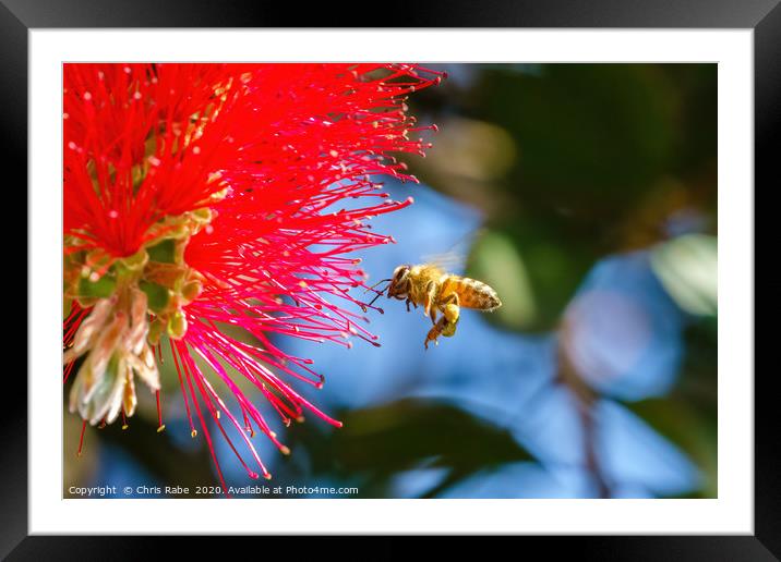 african honeybee hovering Framed Mounted Print by Chris Rabe