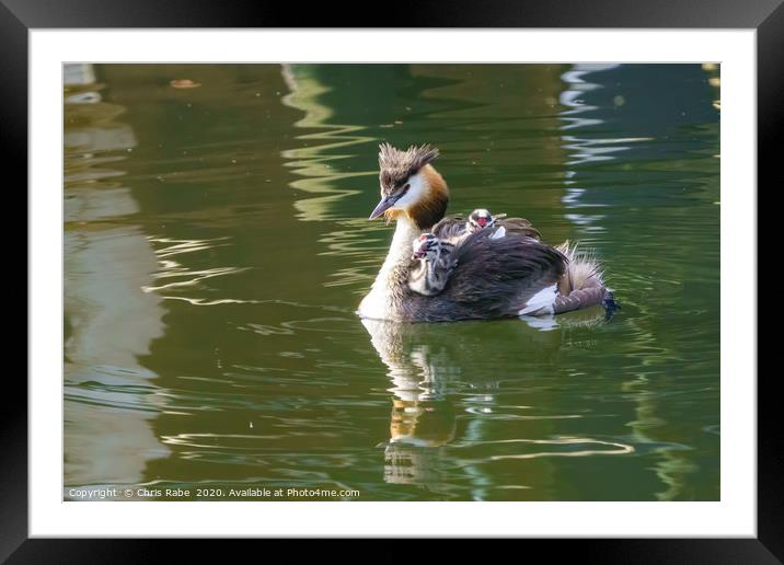 Great Crested Grebe with chicks Framed Mounted Print by Chris Rabe