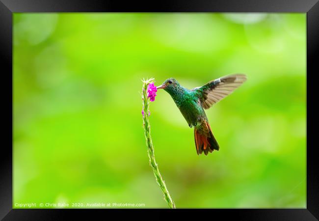Rufous-Tailed Hummingbird feeding Framed Print by Chris Rabe