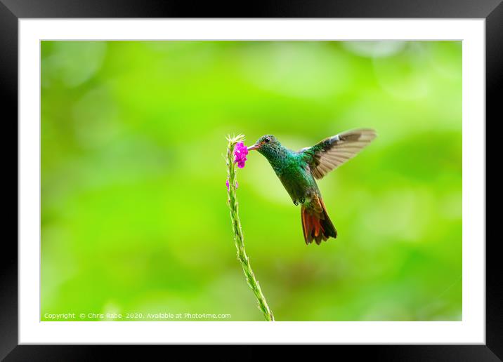 Rufous-Tailed Hummingbird feeding Framed Mounted Print by Chris Rabe