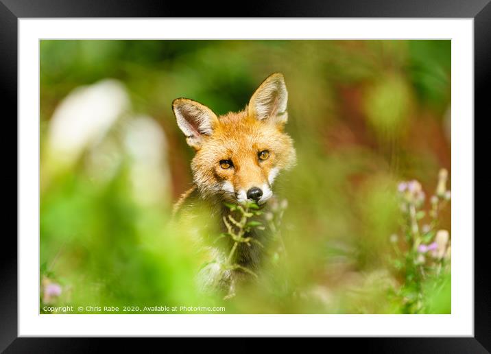 Red Fox looking curious Framed Mounted Print by Chris Rabe