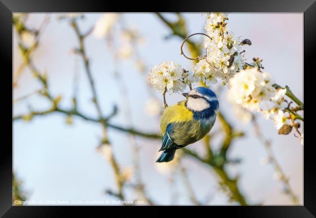 Blue tit dangling from blooming twig Framed Print by Chris Rabe