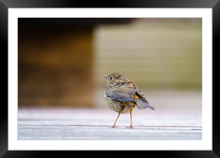 European Robin juvenile Framed Mounted Print by Chris Rabe