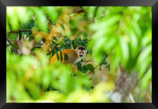 Common Squirrel Monkey Framed Print by Chris Rabe