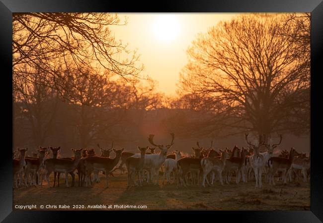 Fallow Deer herd  Framed Print by Chris Rabe