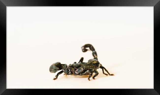 Emperor scorpion Framed Print by Chris Rabe