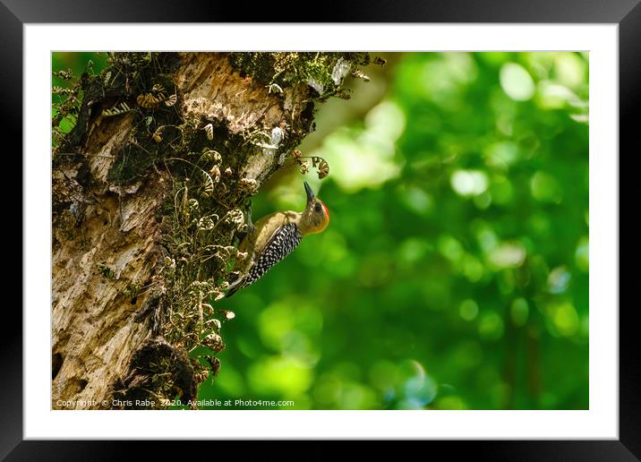 Hoffmann's Woodpecker  Framed Mounted Print by Chris Rabe