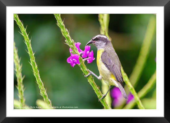 Bananaquit  Framed Mounted Print by Chris Rabe