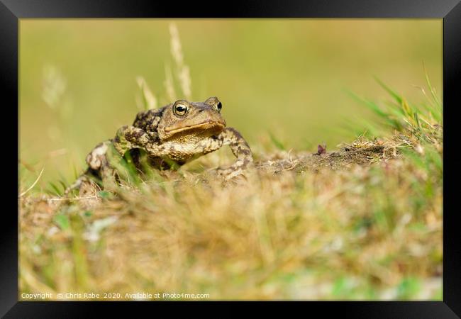 Common Toad Framed Print by Chris Rabe
