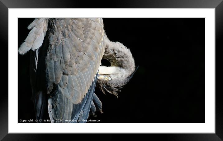 Grey Heron (Ardea cinerea) preening itself, agains Framed Mounted Print by Chris Rabe
