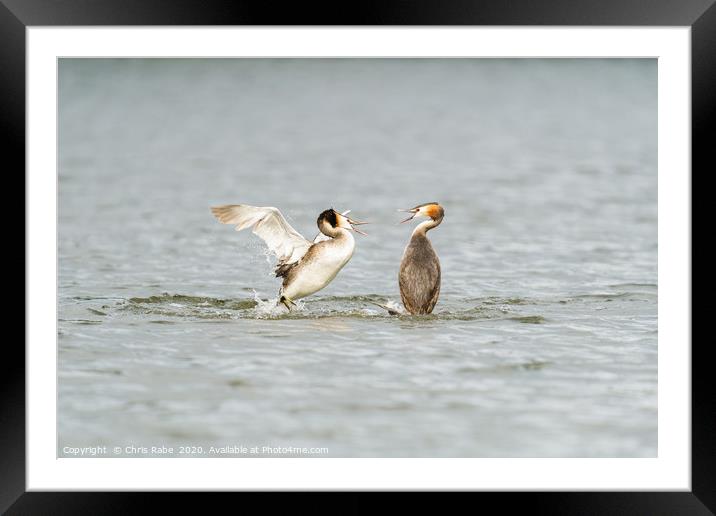 Great Crested Grebe attack Framed Mounted Print by Chris Rabe