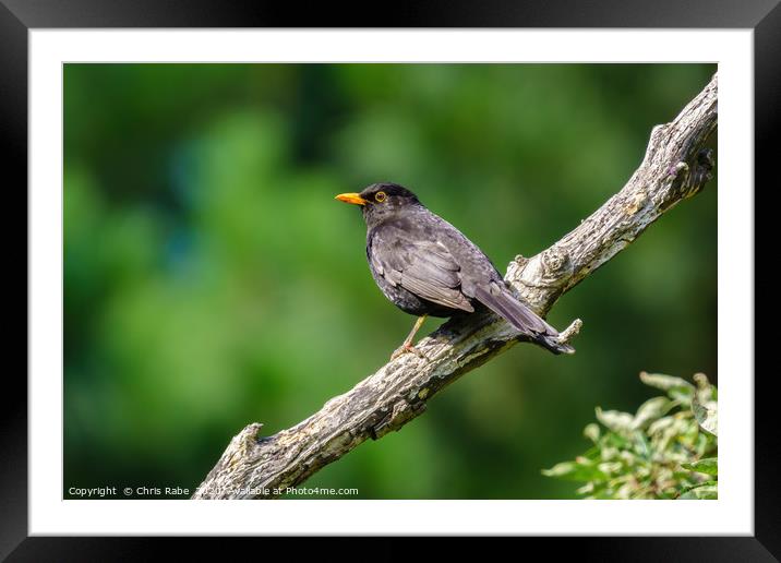 Male Blackbird  Framed Mounted Print by Chris Rabe