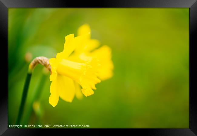 Daffodil flower Framed Print by Chris Rabe