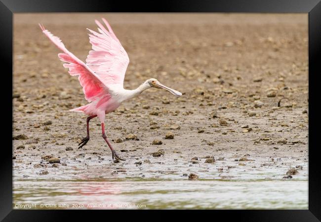 Roseate Spoonbill  Framed Print by Chris Rabe