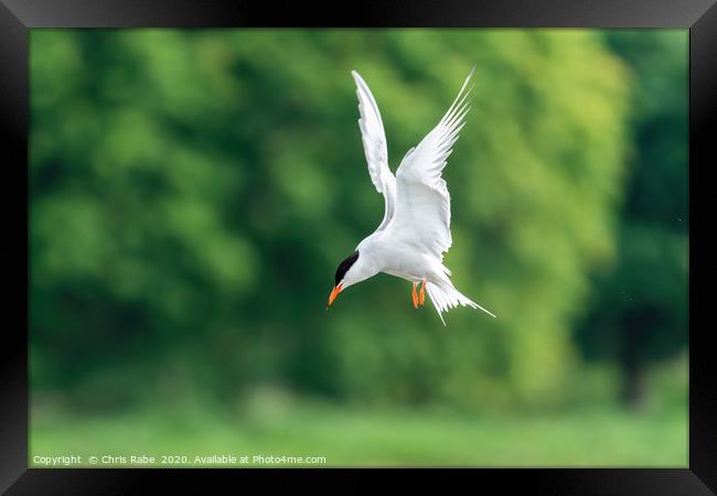 Common Tern Framed Print by Chris Rabe