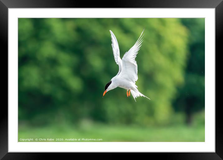 Common Tern Framed Mounted Print by Chris Rabe