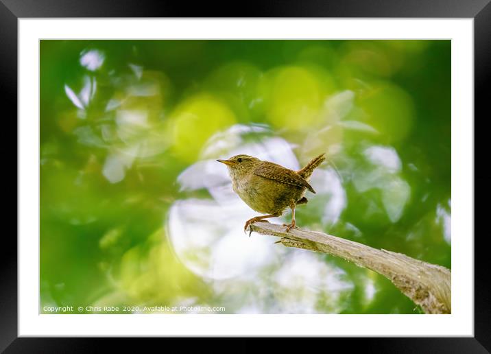 Wren in forest Framed Mounted Print by Chris Rabe