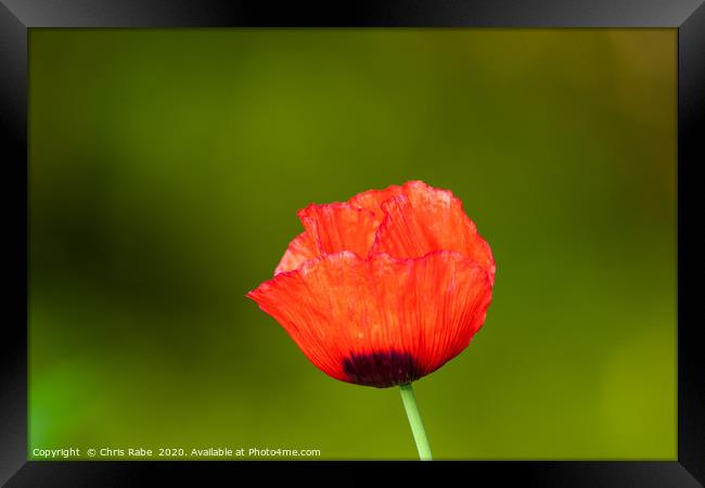 Bright red Poppy  Framed Print by Chris Rabe
