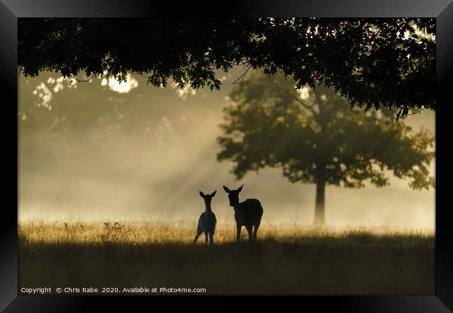 Monther and fawn Fallow Deer  Framed Print by Chris Rabe