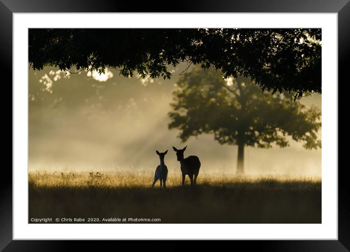 Monther and fawn Fallow Deer  Framed Mounted Print by Chris Rabe