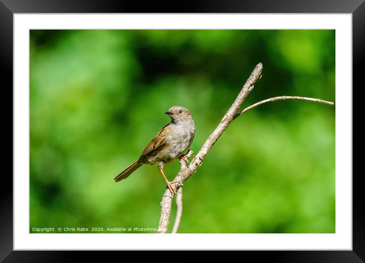 Portrait of a Dunnock Framed Mounted Print by Chris Rabe