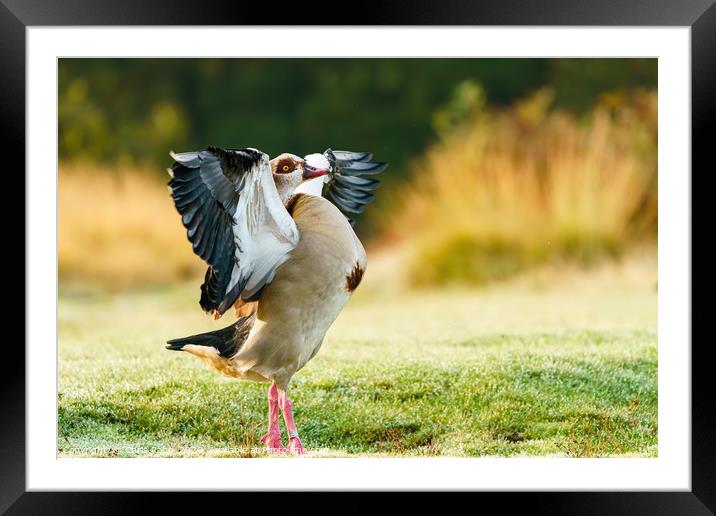 Egyptian goose with it's wings stretched Framed Mounted Print by Chris Rabe